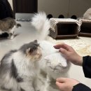 고양이사랑채 이미지