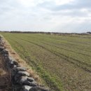 가고픈청보리 이미지