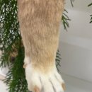 베베몽몽 이미지