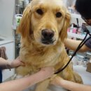 어니스트 동물병원 이미지