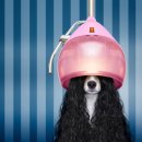 보람애견미용 이미지