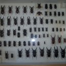 곤총표본 팝니다 사슴벌레 (곤충표본상자특대포함)(전라도광주분) 이미지