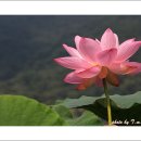 철렵