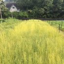 산수골농장2 이미지