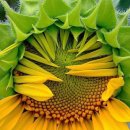 해바라기의꿈 이미지