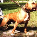 GR kennel Daum카페