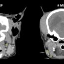 로얄동물암치료센터 이미지