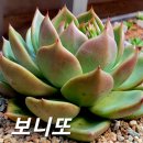 보니또 Daum카페