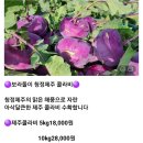 보라돌이 청정제주 콜라비 산지직송 이미지