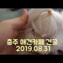 견궁 | 충주 애견카페 추천 / 견궁