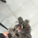 경기도 수원시 권선구 세지로66번길 7-8 (권선동) | 수원 권선동 속눈썸펌 잘하는 곳 퍼리펠트프렌드 후기