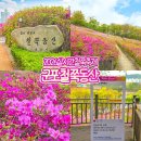 철쭉동산 주변경관조 | 경기도 꽃구경 2026 군포 철쭉축제 철쭉동산 일정 주차 가는법