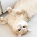 코네코 코야 이미지