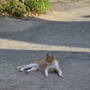 흰작살펜션 이미지