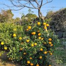 이연농장 이미지