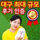 해피하개 애견샵 | 대구애견샵 신뢰가는 테디럽