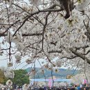 조봉 | 2025 경주 벚꽃 마라톤 대회 10km 코스 생생후기