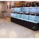 더케이펫 강아지분양 이미지