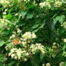 뽕이랑 귀농이랑 이미지