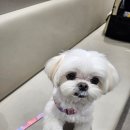 예은동물의료센터 | 내돈내산 강남 예은 동물의료센터 방문 후기 (슬개골, 고관절), 부천 조규만 동물병원과 비교