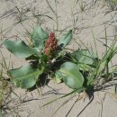 루멕스 베노수스 [Rumex venosus] 이미지