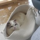 우두1통 | 고양이 강아지 귀염증, 페톰스 프로티카 귀세정제 추천