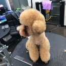 Just Grooming 이미지