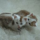 아롱이다롱이 이미지