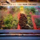 오삼파