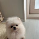 어서멍 이미지