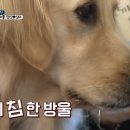 철수네매운갈비찜 네이버블로그