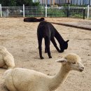 장현목장 | 부모님 생신때 다녀온 갈매동 알파카 카페 파차, 진접 오리고기 천하장사