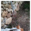 평호여자 Daum카페