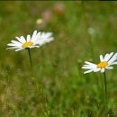 대박살롱 이미지