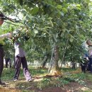 박광용농장 이미지