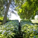 6.25반공투사위령 | 산수국이 예쁜, 잣고개 산림욕장