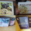 아로니아정원 이미지