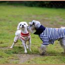 해리애견 이미지