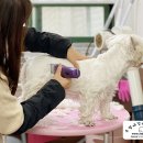 부산펫(주) 이미지