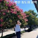 통도사로 | [양산 여름 여행] 통도사 배롱나무 꽃 보며 산책했던 후기