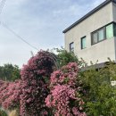 감꽃향흩날리는 이미지