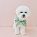 변신하개 이미지