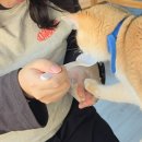 야아커피 | [대구 고양이 카페] 고양이 천국😺양이랑 커피랑 후기 | 동성로 고양이 카페