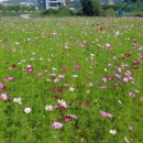 머쉴랭 버섯코스요리 이미지