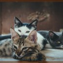 기분좋은 동물병원 이미지