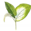 삼백초한의원 이미지