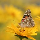 올라술고기 이미지