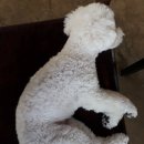 카페더행복