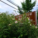 수곡용계로(길안면) 이미지