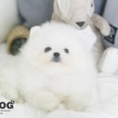 강아지분양애견분양애완견펫무료입양분양샵
